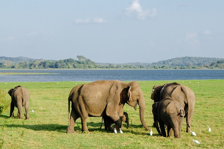 Wildlife safari at Minneriya National Park - Photo 1 of 2